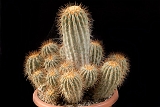 Copiapoa gigantea d. 30 h. 28 300.00  €